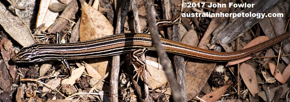 Copper-tailed Skink - Ctenotus taeniolatus